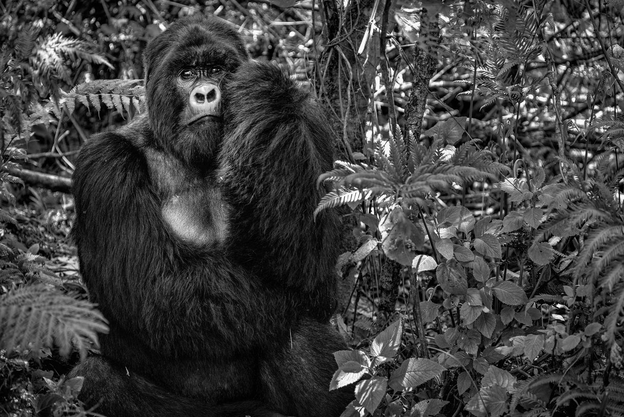 Kwitonda Silverback Poster och Canvastavla