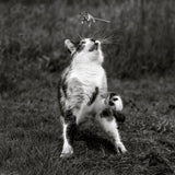 Cat Trap Poster och Canvastavla