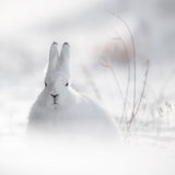 Wild Arctic Rabbit Poster och Canvastavla