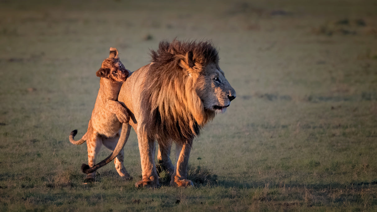Father and cub Poster och Canvastavla