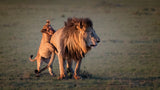 Father and cub Poster och Canvastavla