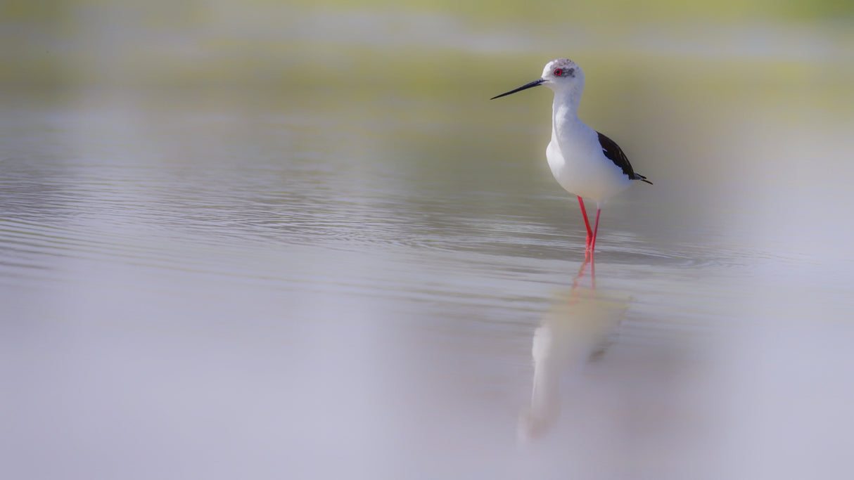 Black-winged stilt. Poster och Canvastavla