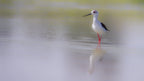 Black-winged stilt. Poster och Canvastavla