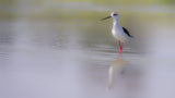 Black-winged stilt. Poster och Canvastavla