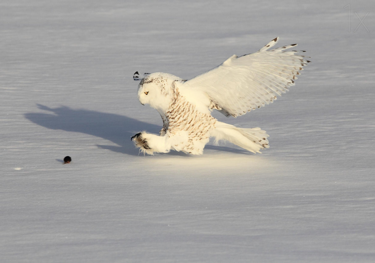 Snowy Owl and a Mouse Poster och Canvastavla