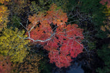 Maple Poster och Canvastavla