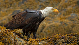 Bald Eagle Poster och Canvastavla
