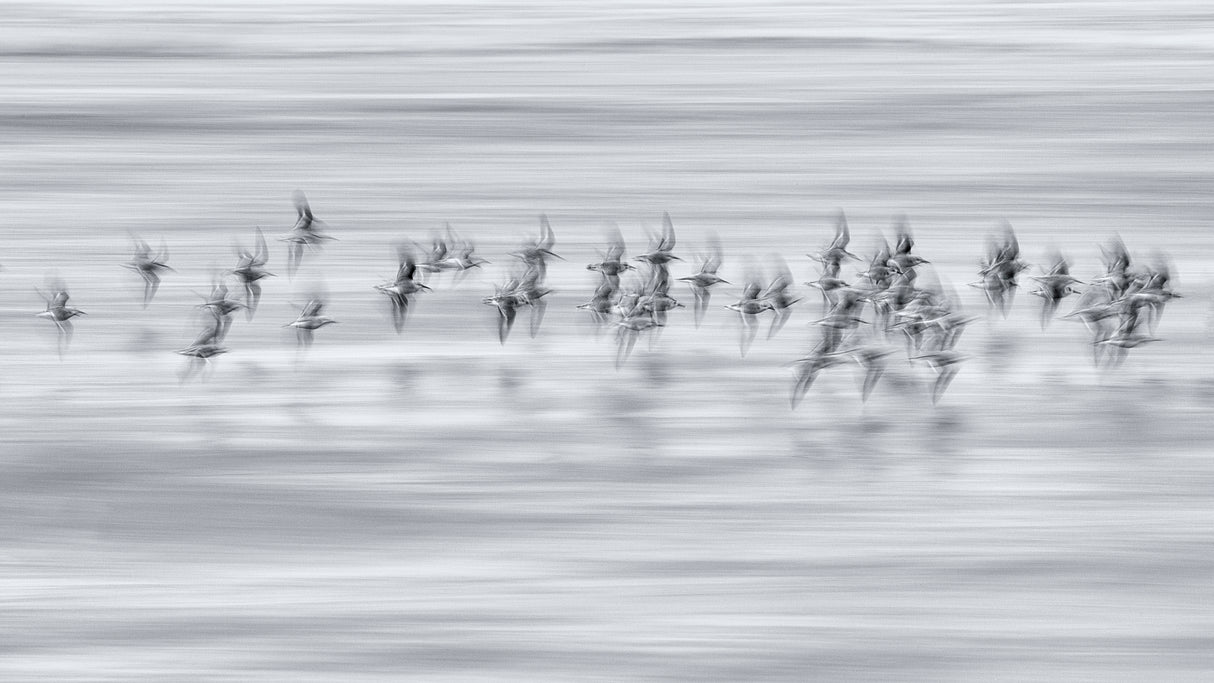 Silvery flight Poster och Canvastavla