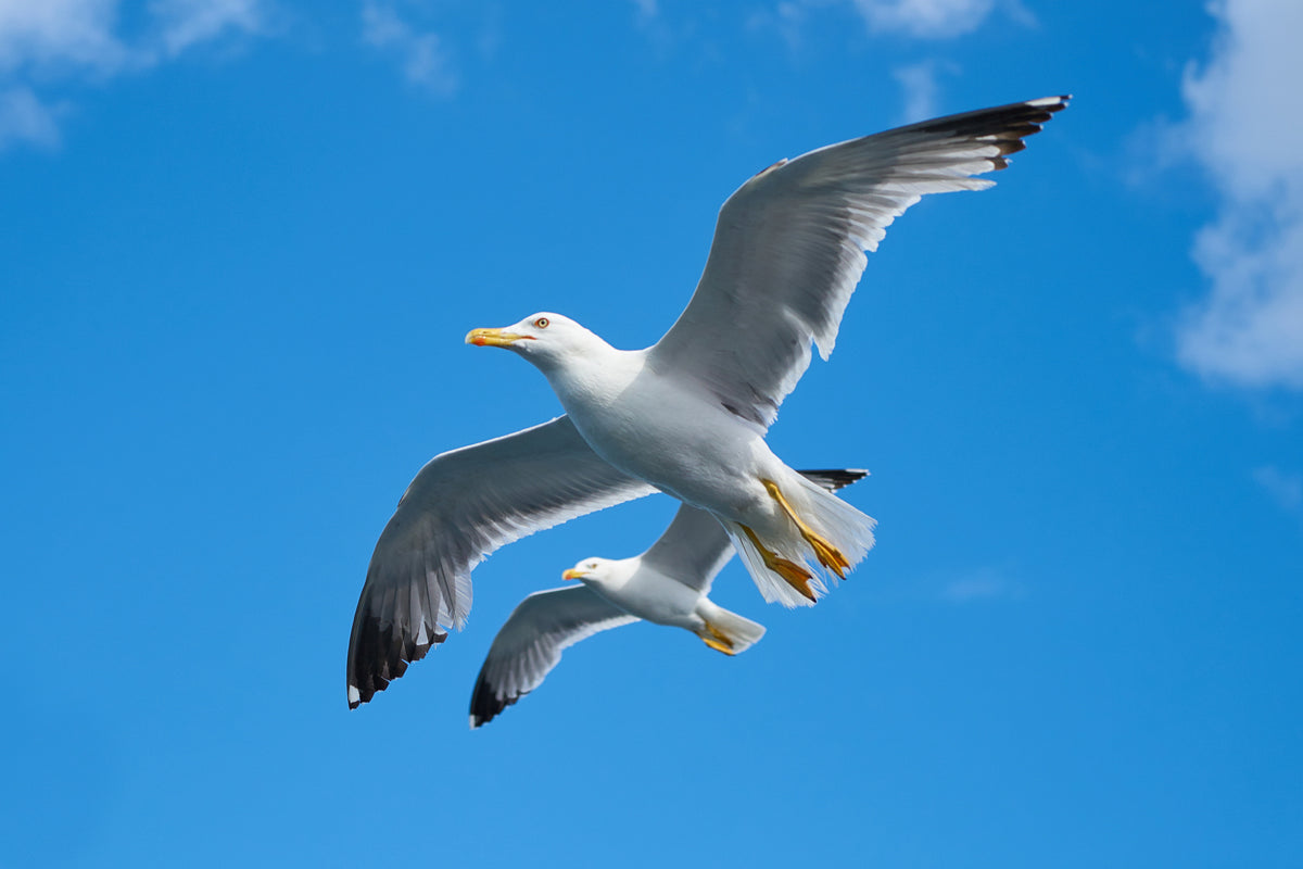 flying seagull Poster och Canvastavla