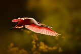 Flying into the Sun Poster och Canvastavla