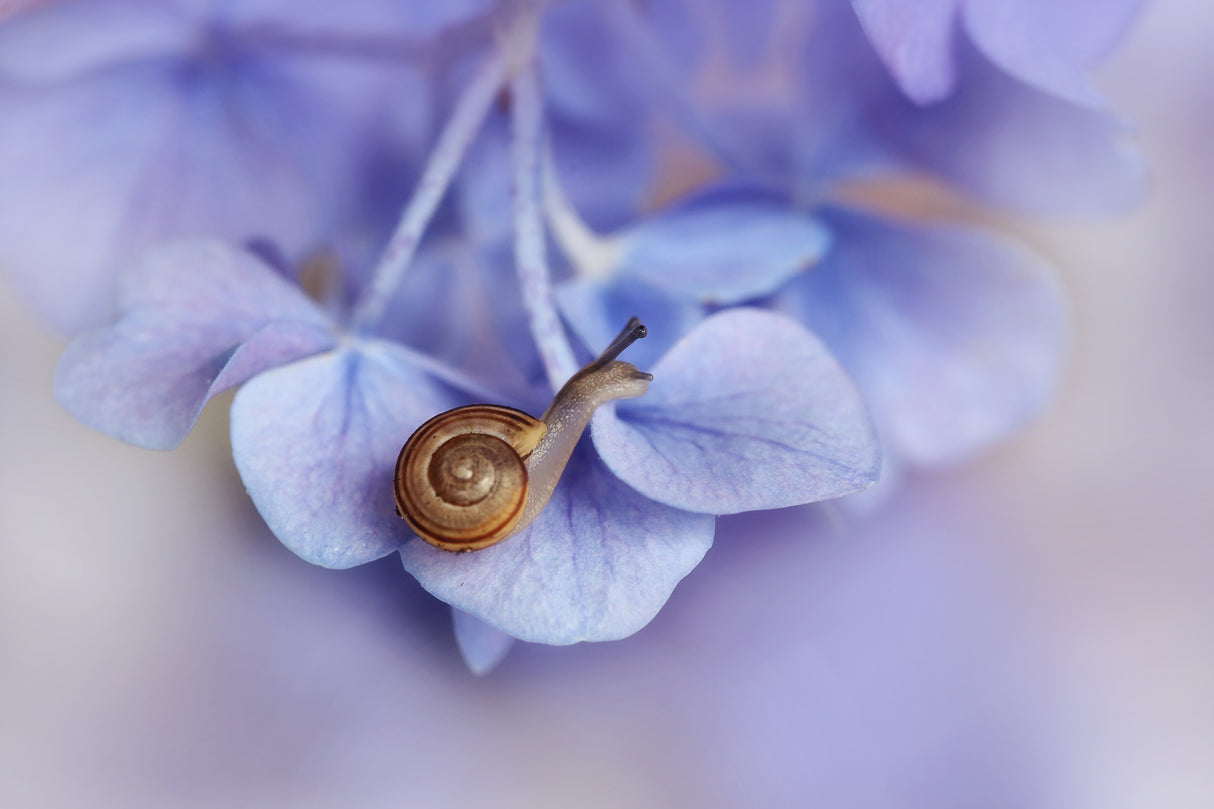 Little snail on hydrangea Poster och Canvastavla