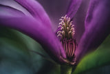 Magnolia inside Poster och Canvastavla