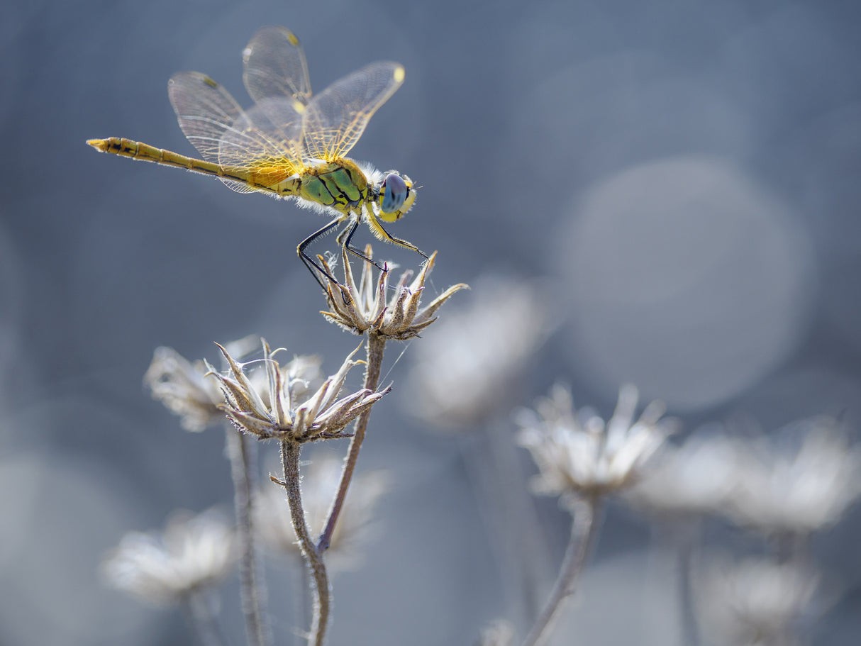 the yellow dragonfly Poster och Canvastavla