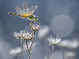 the yellow dragonfly Poster och Canvastavla