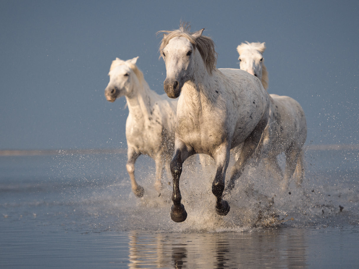 Camargue horses on sunset Poster och Canvastavla
