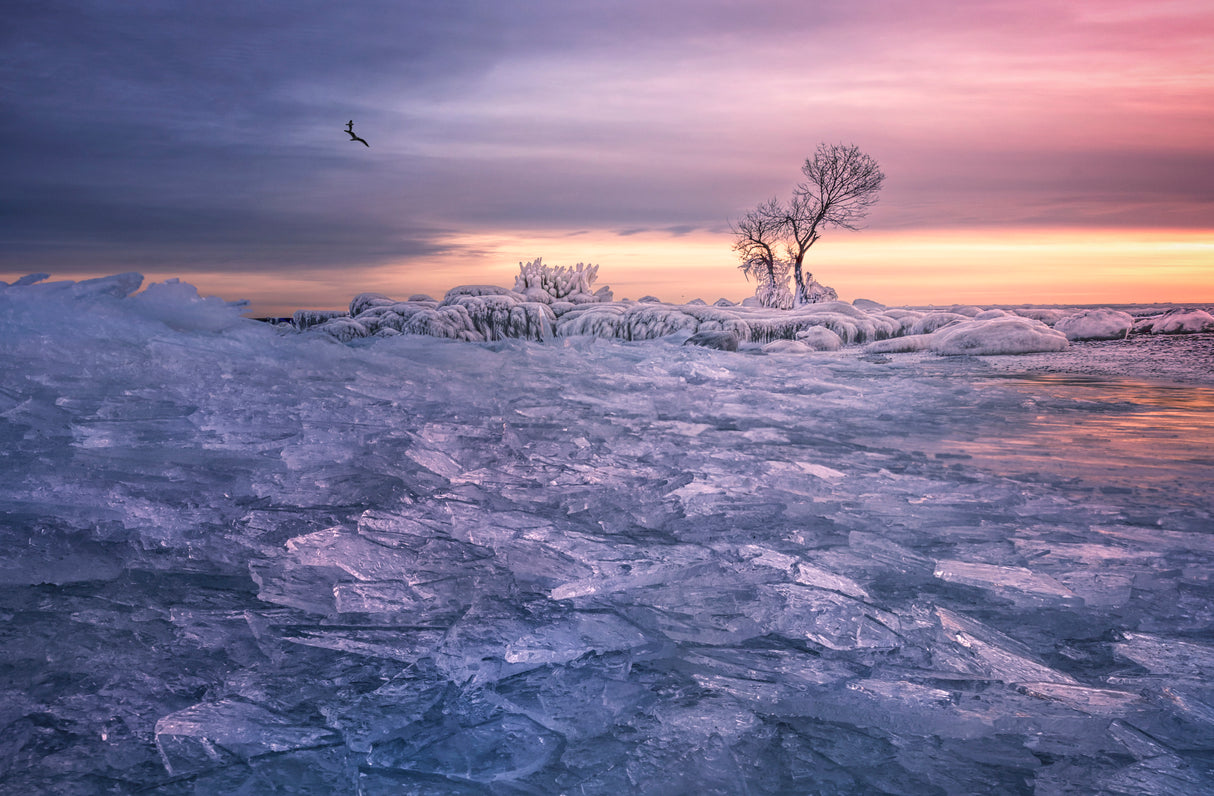 Winter wonderland Poster och Canvastavla