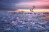 Winter wonderland Poster och Canvastavla