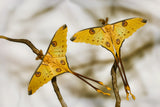 Comet moths Poster och Canvastavla