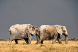 Two Poster och Canvastavla