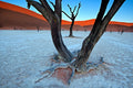 Ancient trees in the Vlei Poster och Canvastavla