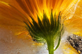 Frozen Marigold Poster och Canvastavla