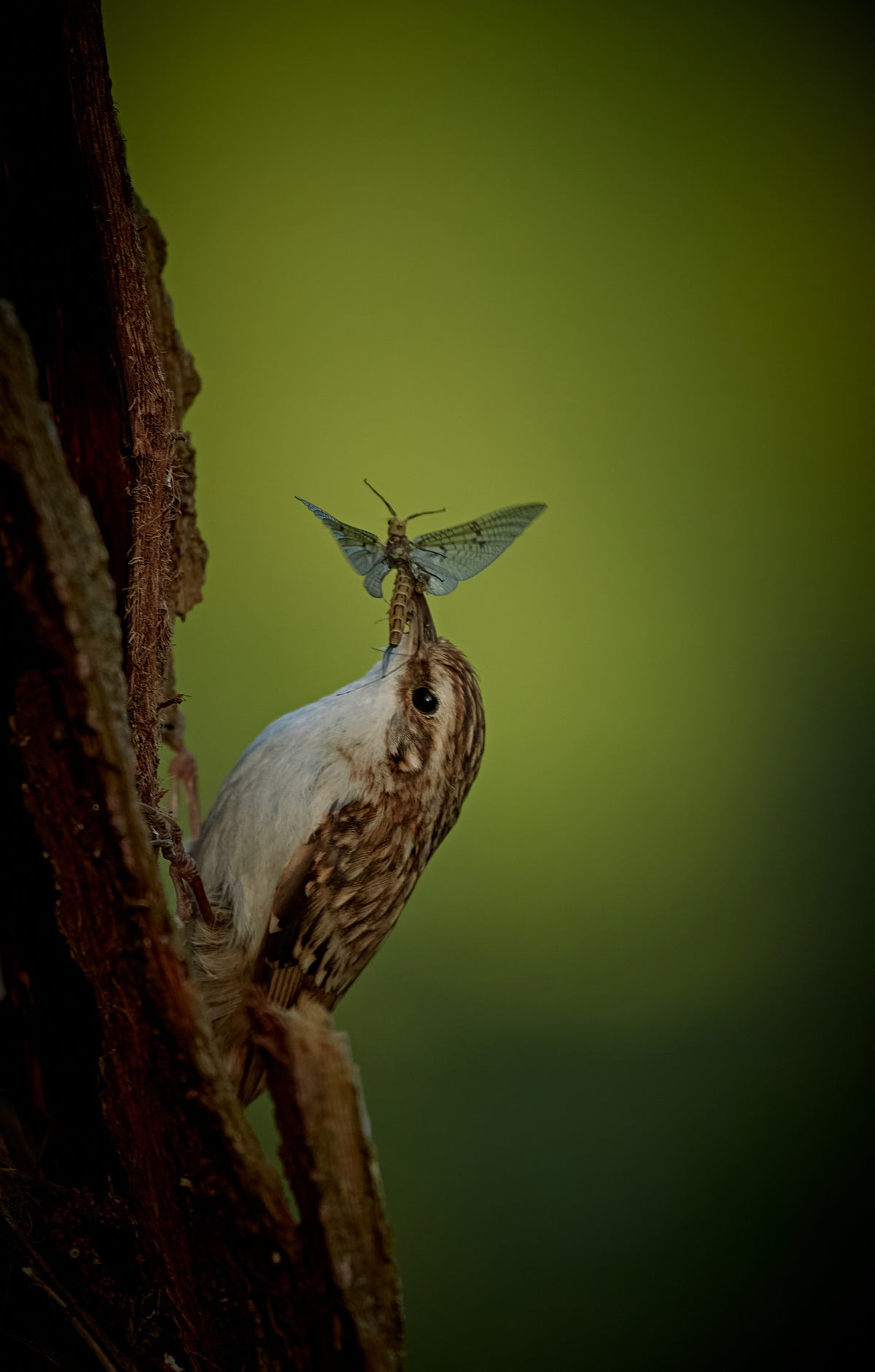 Treecreeper &amp; the mayfly Poster och Canvastavla