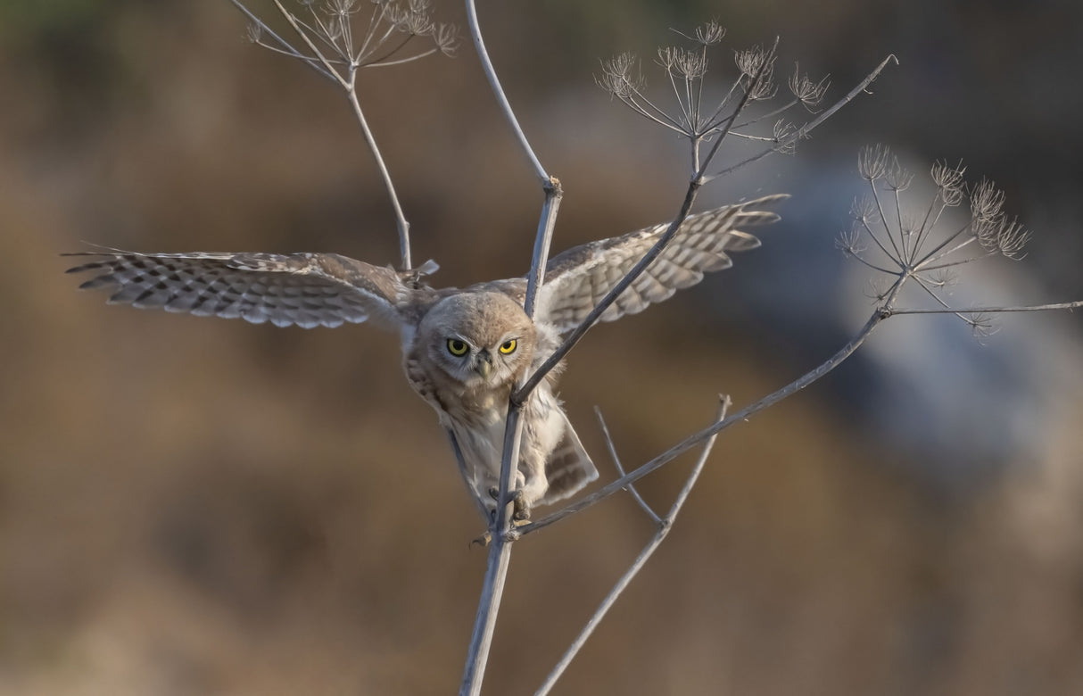 Flying in the bush Poster och Canvastavla