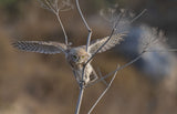 Flying in the bush Poster och Canvastavla