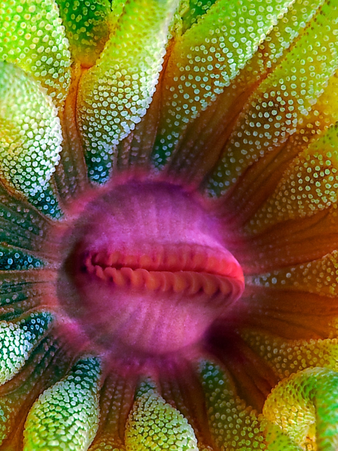 Cup Coral Portrait Poster och Canvastavla