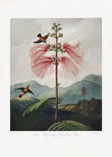 Large–Flowering Sensitive Plant from The Temple of Flora (1807) Poster och Canvastavla