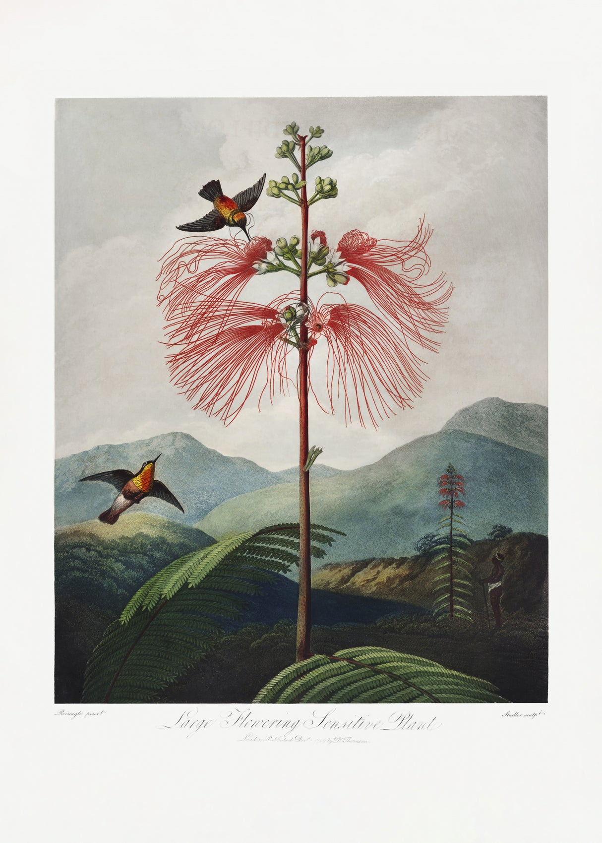 Large–Flowering Sensitive Plant from The Temple of Flora (1807) Poster och Canvastavla