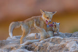 Fox family Poster och Canvastavla