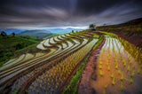Unseen Rice Field Poster och Canvastavla