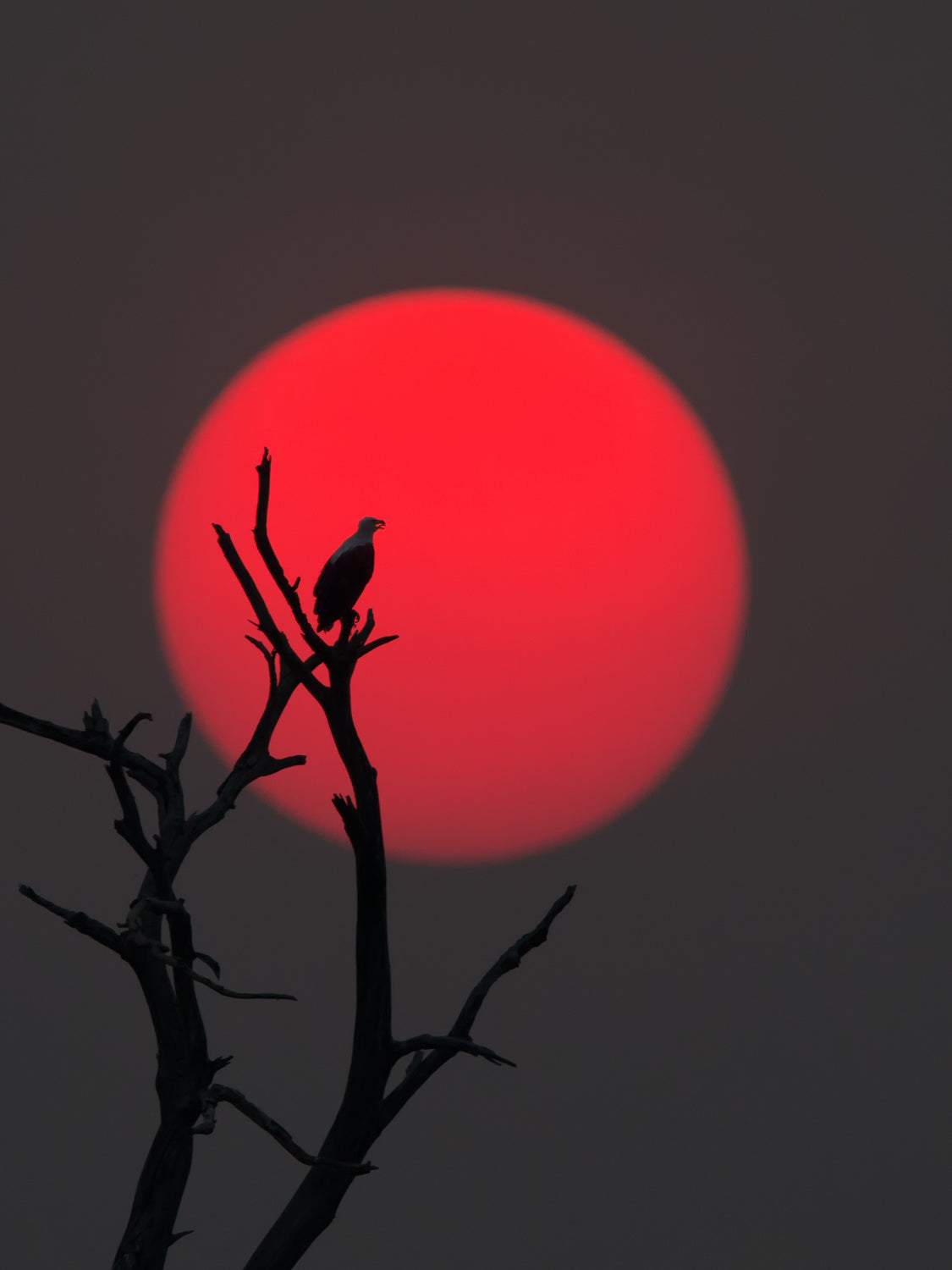 Sunset on Chobe River Poster och Canvastavla