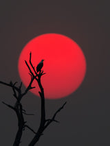 Sunset on Chobe River Poster och Canvastavla