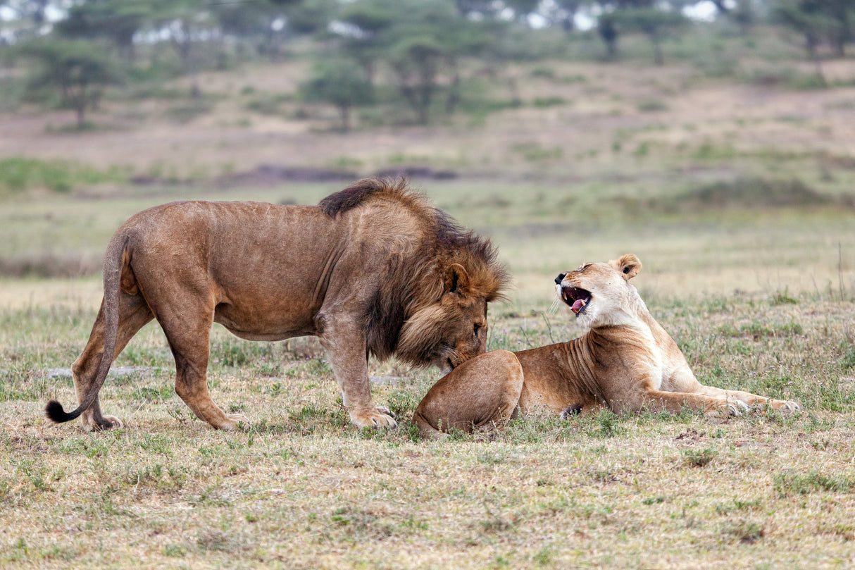 Flirting Lions Poster och Canvastavla
