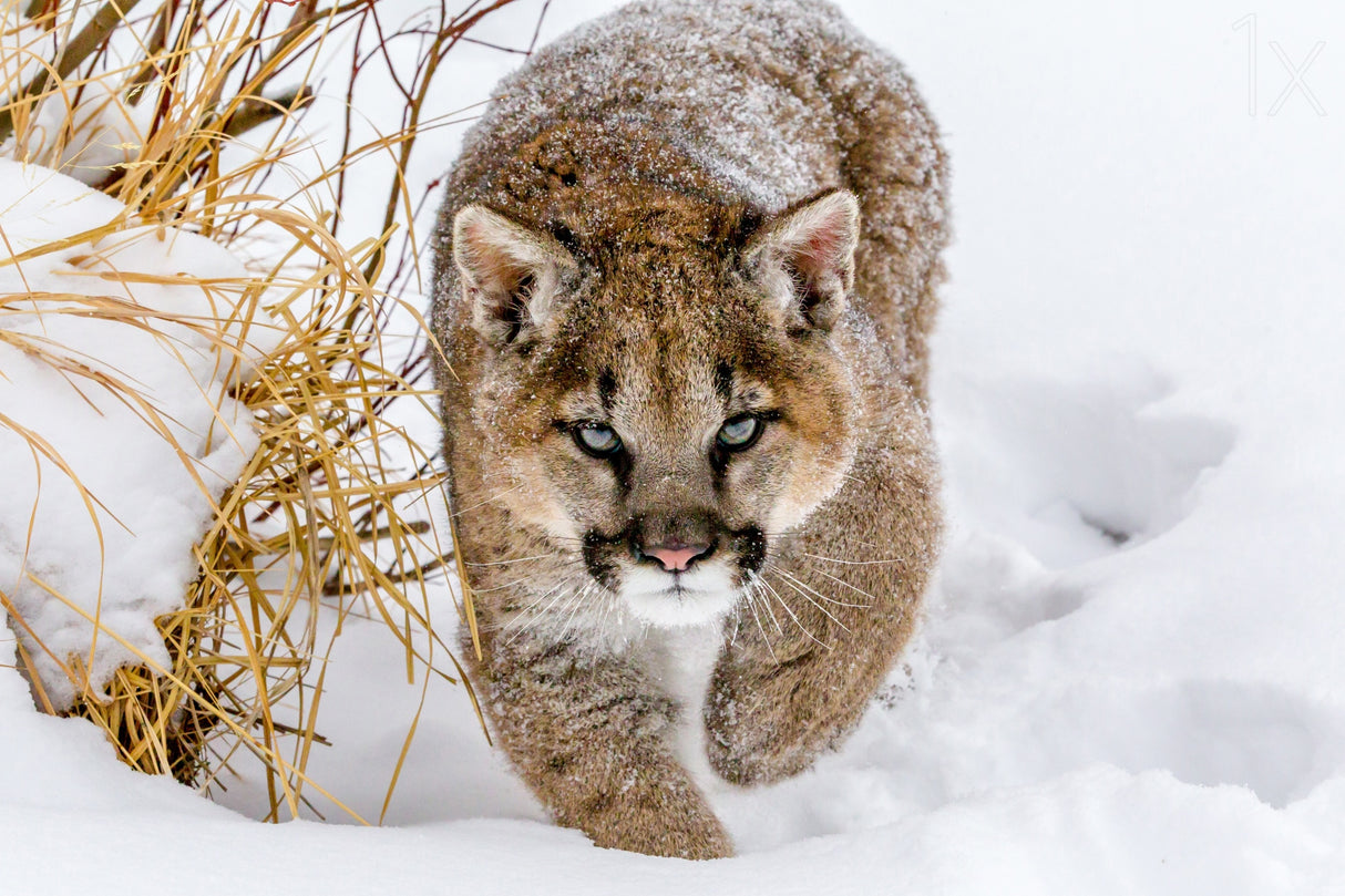 Sneaky Cougar Poster och Canvastavla