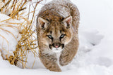 Sneaky Cougar Poster och Canvastavla