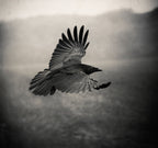the Crow Poster och Canvastavla