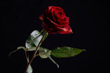 red rose Poster och Canvastavla