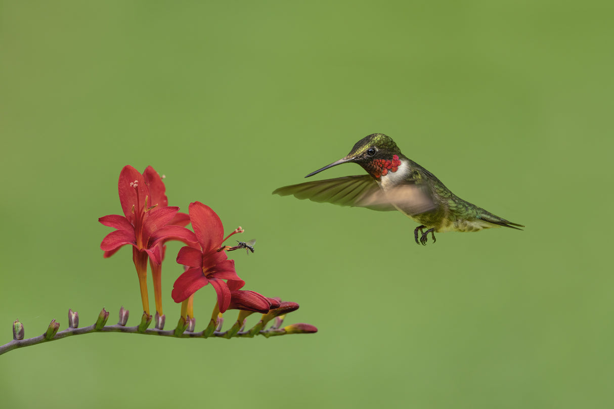 Hummingbird and Bee Poster och Canvastavla