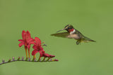 Hummingbird and Bee Poster och Canvastavla