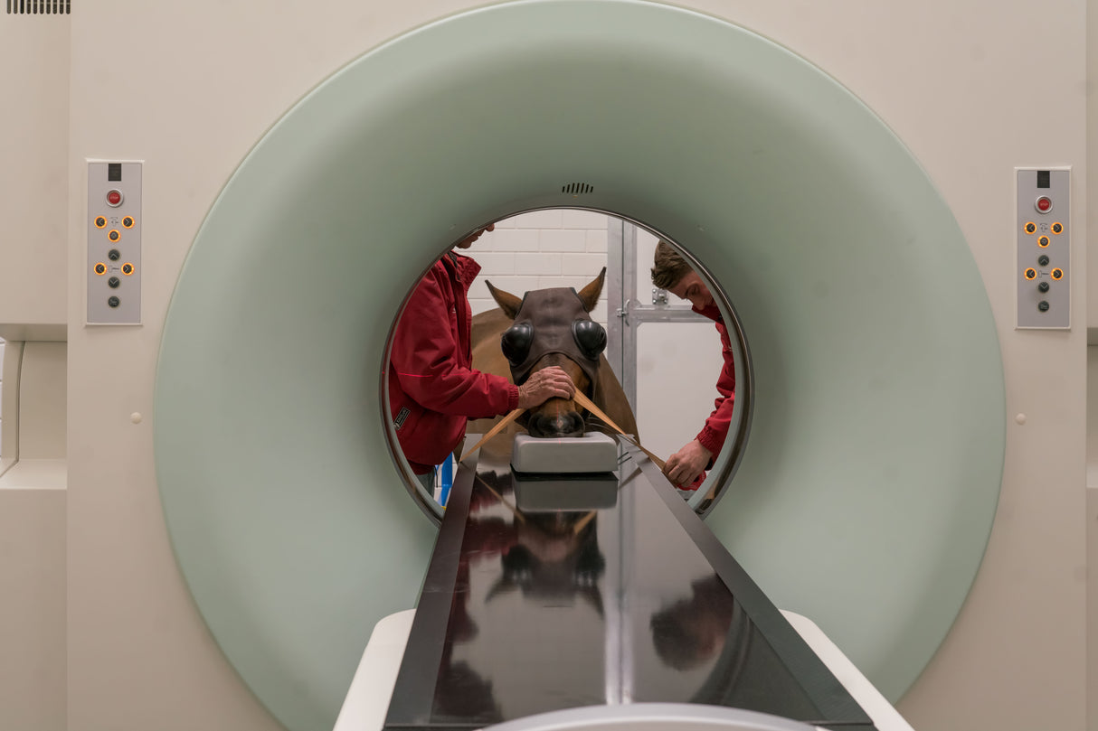 CT scan horse 2 Poster och Canvastavla