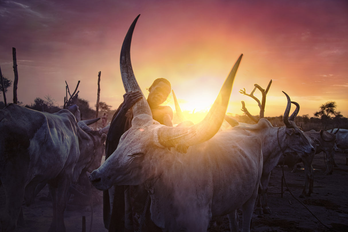 Mundari's cow man Poster och Canvastavla