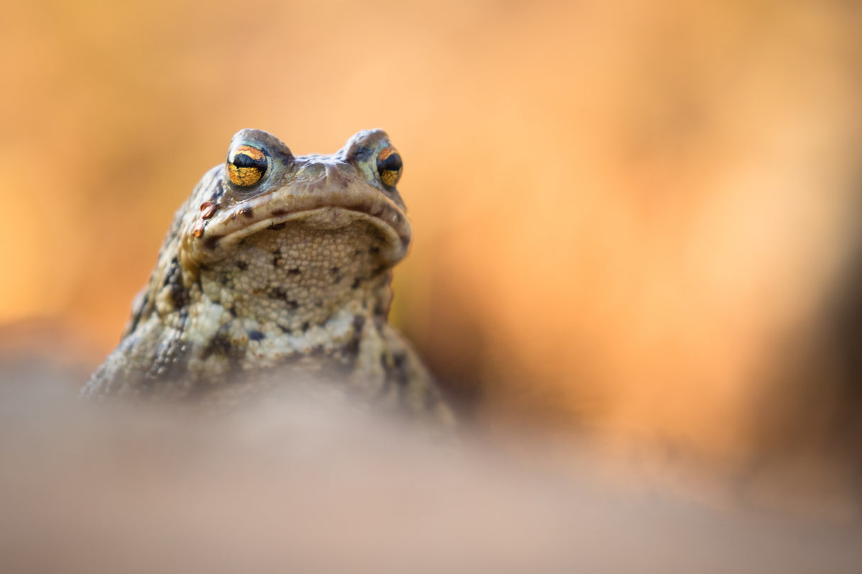 Frog Poster och Canvastavla