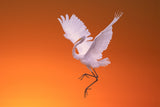 Dance at Dawn Poster och Canvastavla