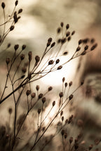 Autumn Lights Poster och Canvastavla