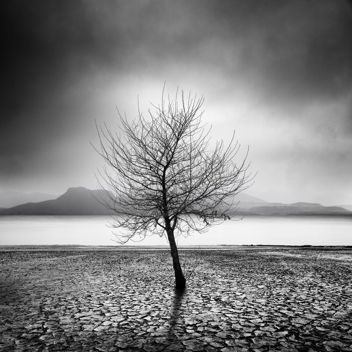 Dry Land Poster och Canvastavla