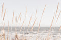Beach_Vass_002 Poster och Canvastavla