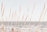 Beach_Vass_002 Poster och Canvastavla